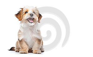 AI generative. Reddish havanese puppy dog on white