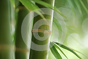 ai generative young bamboo close view