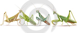 AI generator image of mantis,The praying mantis is a skilled hunter.