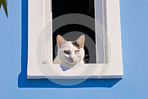 AI illustration of a cat peeking out a window