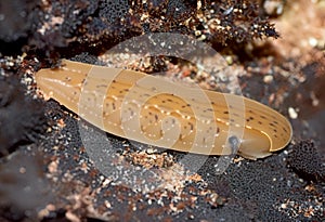 AI illustration of a close-up of a planarian Obama nungara in nature. photo