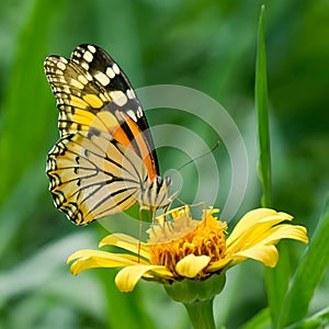 AI illusttration of a butterfly on yellow flower with green leaves