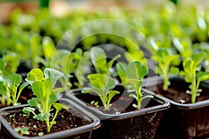 AI image of growing green in modern greenhouse in spring. Seedling plants grows in plastic pots.