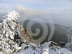 Ai-Petri, Crimea. Snow covered tree.