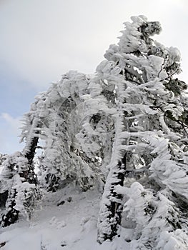 Ai-Petri, Crimea. Snow covered tree.
