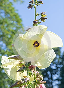 Aibika Abelmoschus manihot, pale yellow flower in the sun