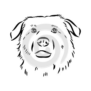 aidi dog, vector sketch outline pencil drawing artwork, black character on white background