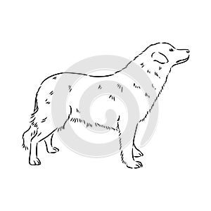aidi dog, vector sketch outline pencil drawing artwork, black character on white background