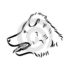 aidi dog, vector sketch outline pencil drawing artwork, black character on white background