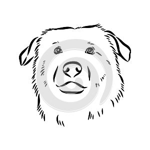 aidi dog, vector sketch outline pencil drawing artwork, black character on white background