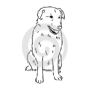 aidi dog, vector sketch outline pencil drawing artwork, black character on white background