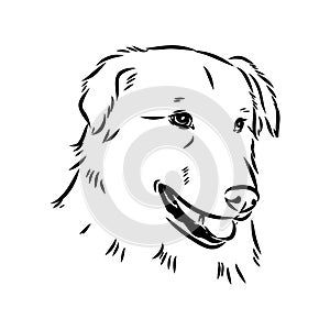 aidi dog, vector sketch outline pencil drawing artwork, black character on white background