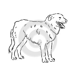 aidi dog, vector sketch outline pencil drawing artwork, black character on white background