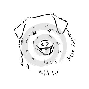 aidi dog, vector sketch outline pencil drawing artwork, black character on white background