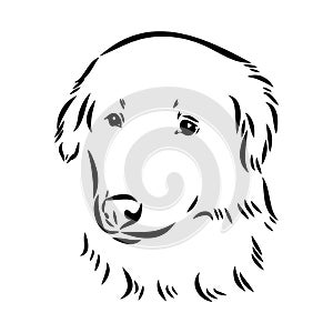 aidi dog, vector sketch outline pencil drawing artwork, black character on white background