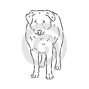 aidi dog, vector sketch outline pencil drawing artwork, black character on white background