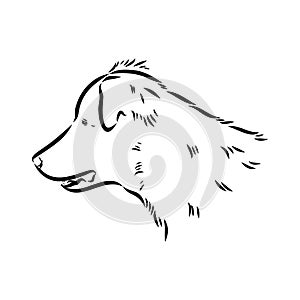 aidi dog, vector sketch outline pencil drawing artwork, black character on white background