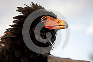 AIGLE  BATELEUR terathopius ecaudatus