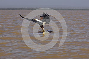 AIGLE PECHEUR D`AFRIQUE haliaeetus vocifer