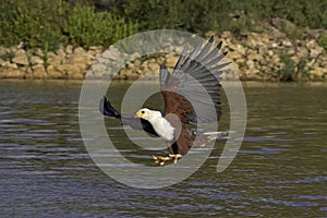 AIGLE PECHEUR D`AFRIQUE haliaeetus vocifer