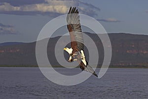 AIGLE PECHEUR D`AFRIQUE haliaeetus vocifer