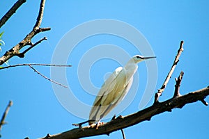 Aigrette