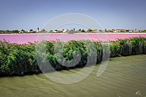 Aigues-Mortes, Camargue, France