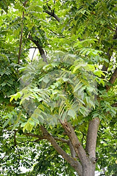 Ailantholist walnut Siebold`s nut Juglans ailantifolia Carriere. Fragment of the crown of a tree photo