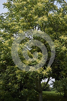 Ailanthus altissima blossom in spring