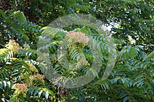 Ailanthus altissima grows in September. Berlin, Germany