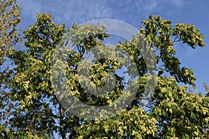 Ailanthus altissima tree