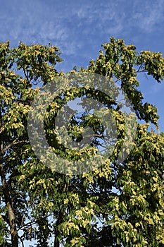 Ailanthus altissima tree