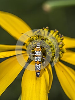 Ailanthus webworm,Atteva aurea