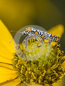 Ailanthus webworm,Atteva aurea