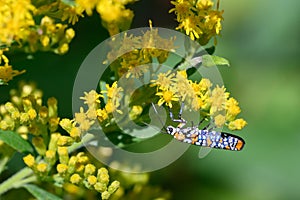Ailanthus Webworm Moth Perched on Flowering Goldenrod