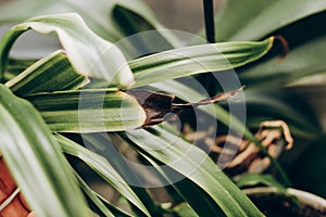ailment on dry leaves of chlorophytum close-up.