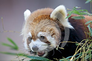 Ailurus fulgens