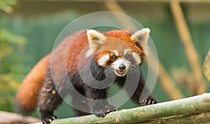 Ailurus fulgens photo