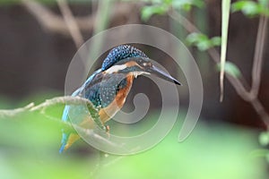 Aiming at the creek, the excellent fisher is ready to get its food.