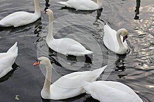 Swans swimming close up in different directions photo
