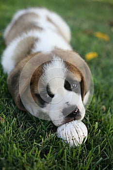 AimÃ©e, a cute Saint Bernard puppy