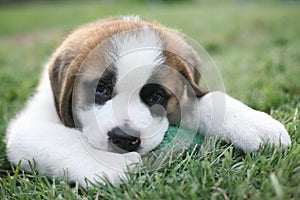 AimÃ©e, a cute Saint Bernard puppy