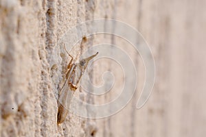 Aiolopus is a genus of grasshopper belonging to the family Acrididae, subfamily Oedipodinae and tribe Epacromiini, Crete