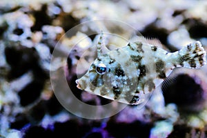 Aiptasia Eating Filefish -  Acreichthys tomentosus