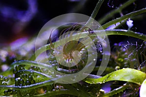 Aiptasia sea glass anemones are pests in reef aquariums