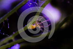 Aiptasia sea glass anemones are pests in reef aquariums