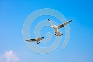 Air break (Funny looking Seagulls's expression)