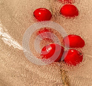 Air Bubbles Emerge from Winterberries Embedded in Ice