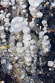 Air bubbles in the ice