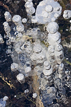 Air bubbles in the ice